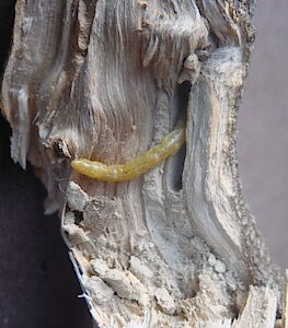 Melobasis sp. Broad green, PL5857, larva, in Correa glabra var. turnbullii (PJL 3712) dead stem, SL, photo by A.M.P. Stolarski